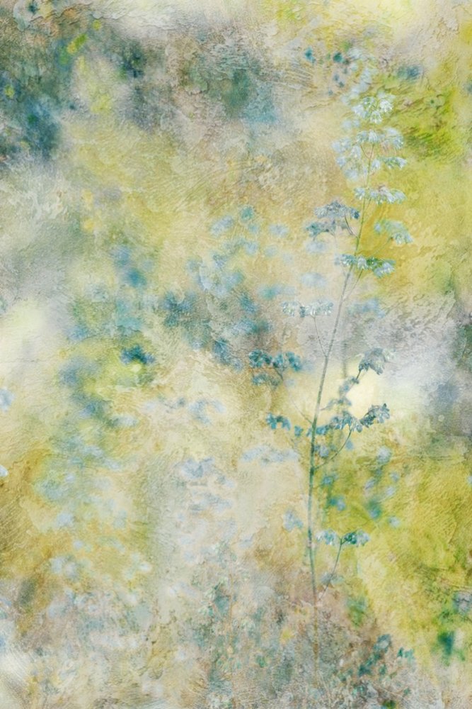 Träumerische Aquarellblumen von Delphine Devos