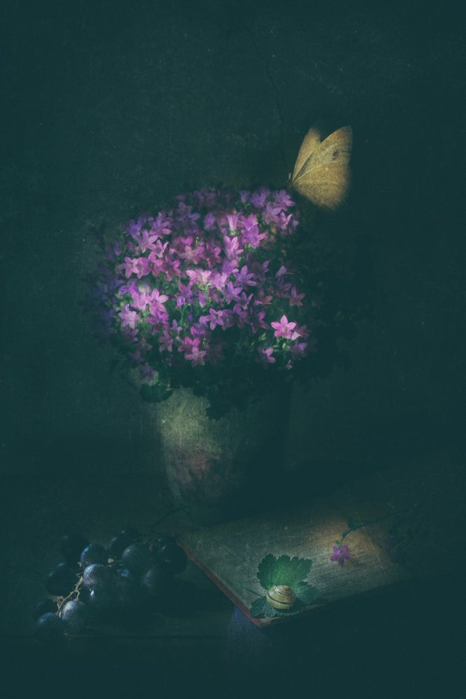 Elegantes Schmetterlings-Stillleben von Delphine Devos
