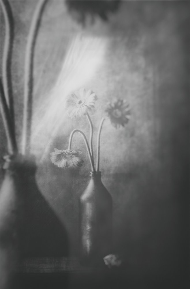 Weiches Licht Blumen von Delphine Devos