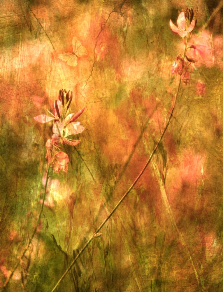 Warme Herbst-Wildblumen von Delphine Devos