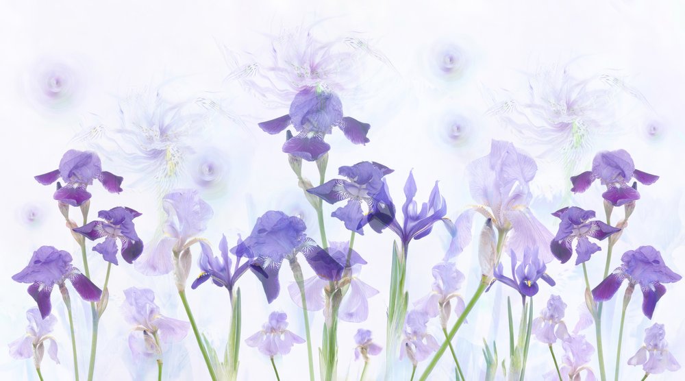 Träumende Lavendel-Iris von Denis O Reilly