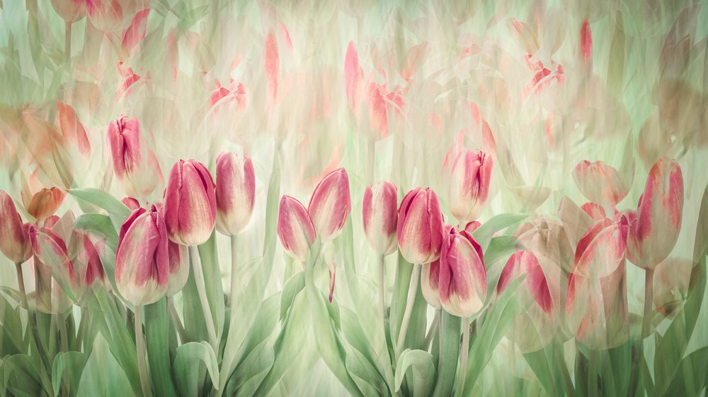 Träumende rosa Tulpen von Denis O Reilly