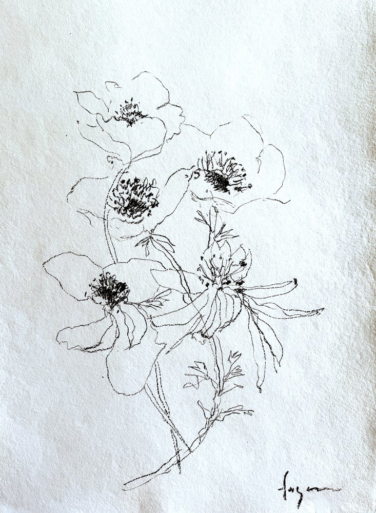 Zarte Blumenskizze von Dorothy Fagan