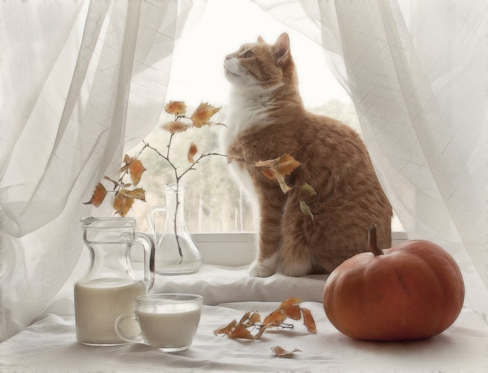 Gemütliches Herbstfenster mit Katze von Eleonora Grigorjeva