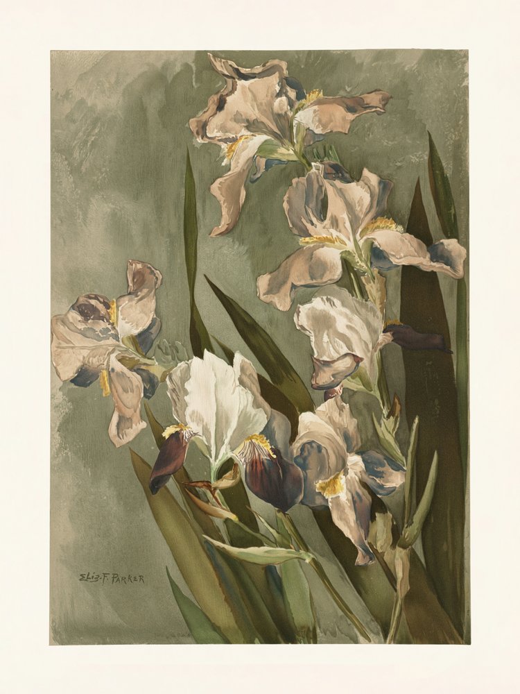 Studie der Iris von Elizabeth F. Parker