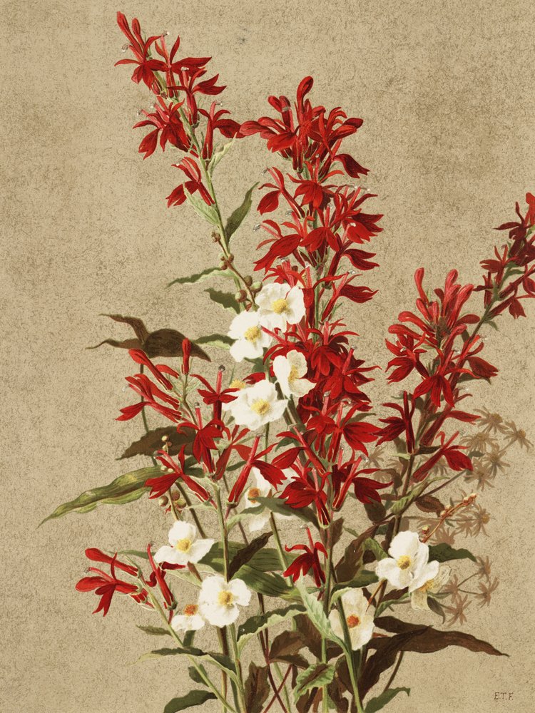 Kardinalblumen von Ellen Thayer Fisher