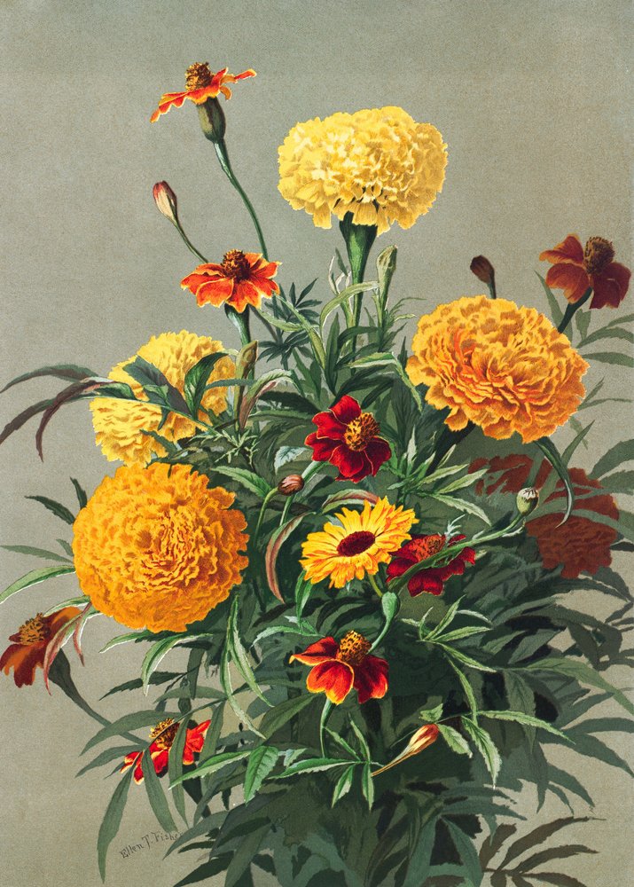 Ringelblumen von Ellen Thayer Fisher