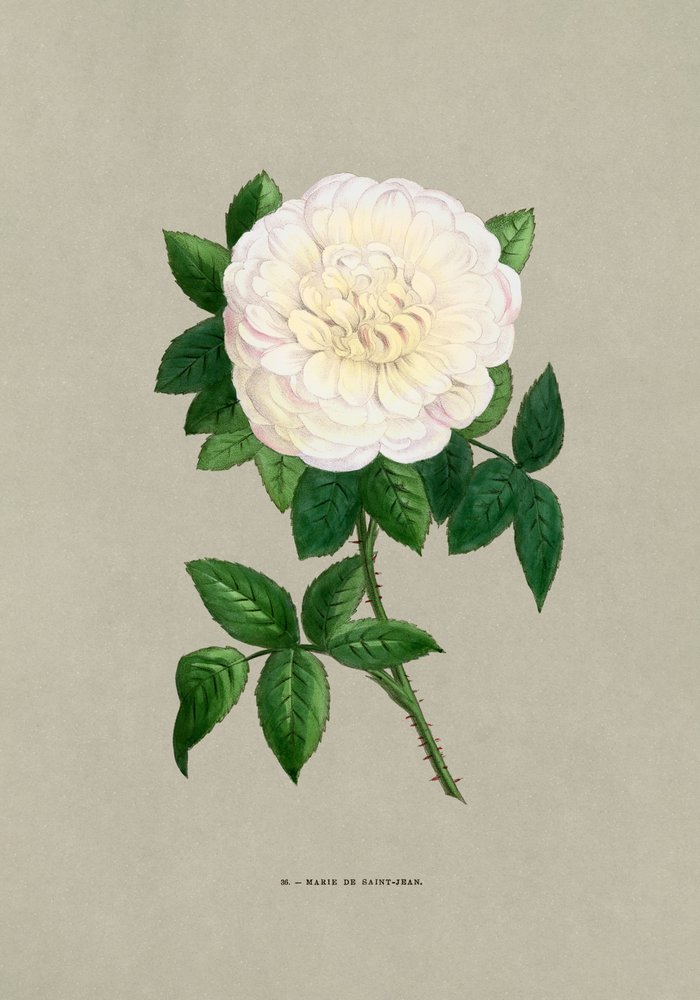 Rose Marie De Saint Jean von F. Grobon