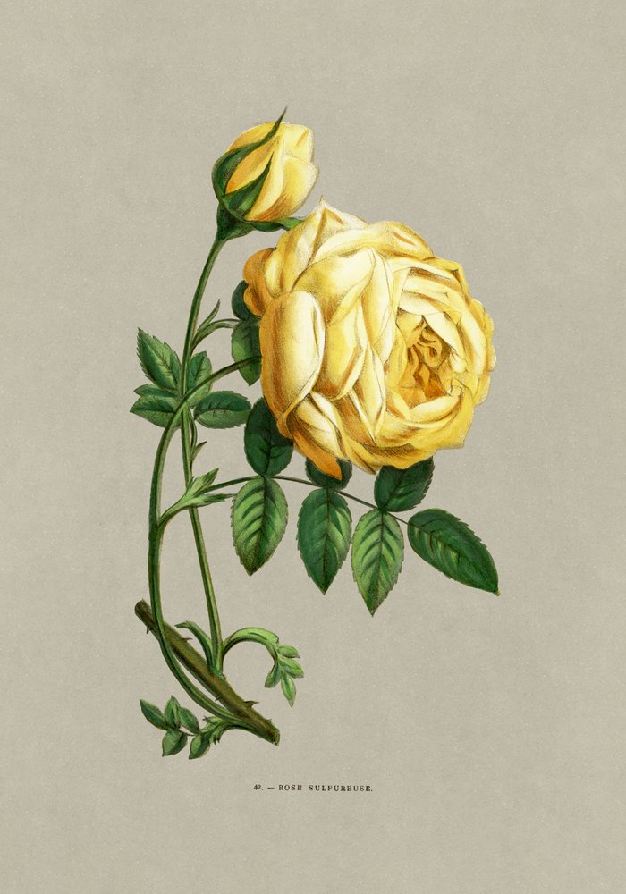Rose Sulfureuse von F. Grobon