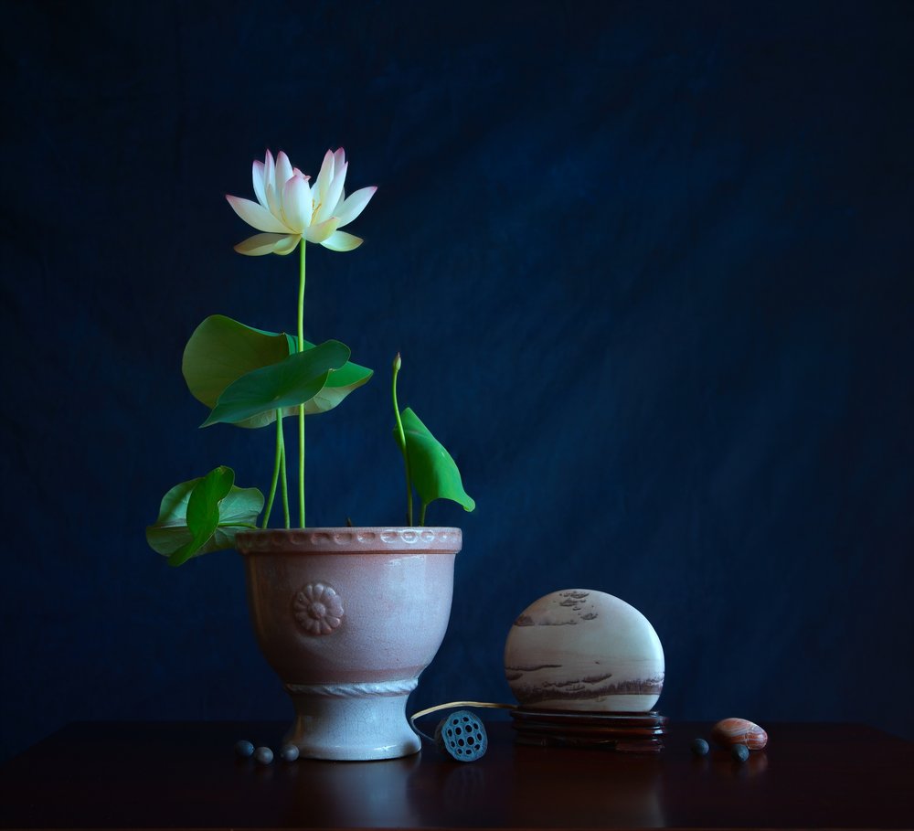 Zen Lotus-Stillleben von Fangping Zhou