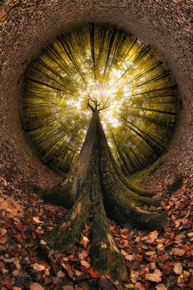 Blick in den goldenen Wald von Francois Casanova