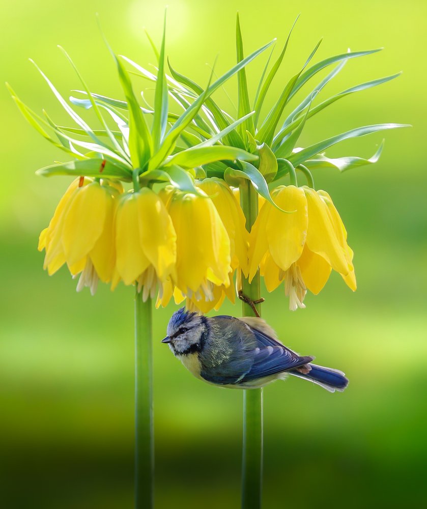 Blaumeise gelbe Blüten von Franziskus Pfleghart