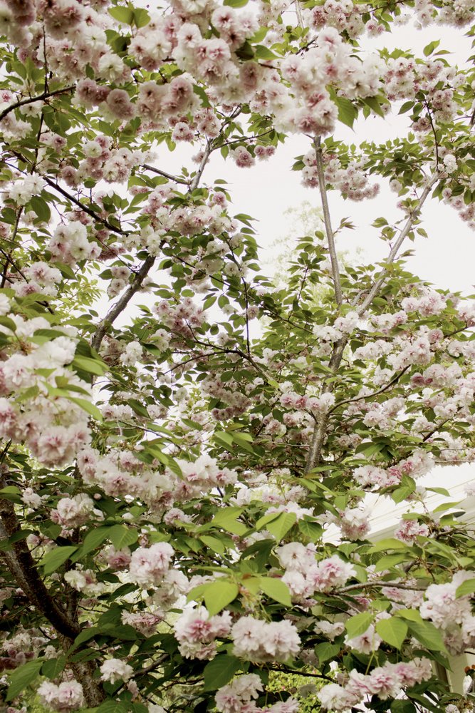 Kirschblüten Frühling von Gemma Bardot