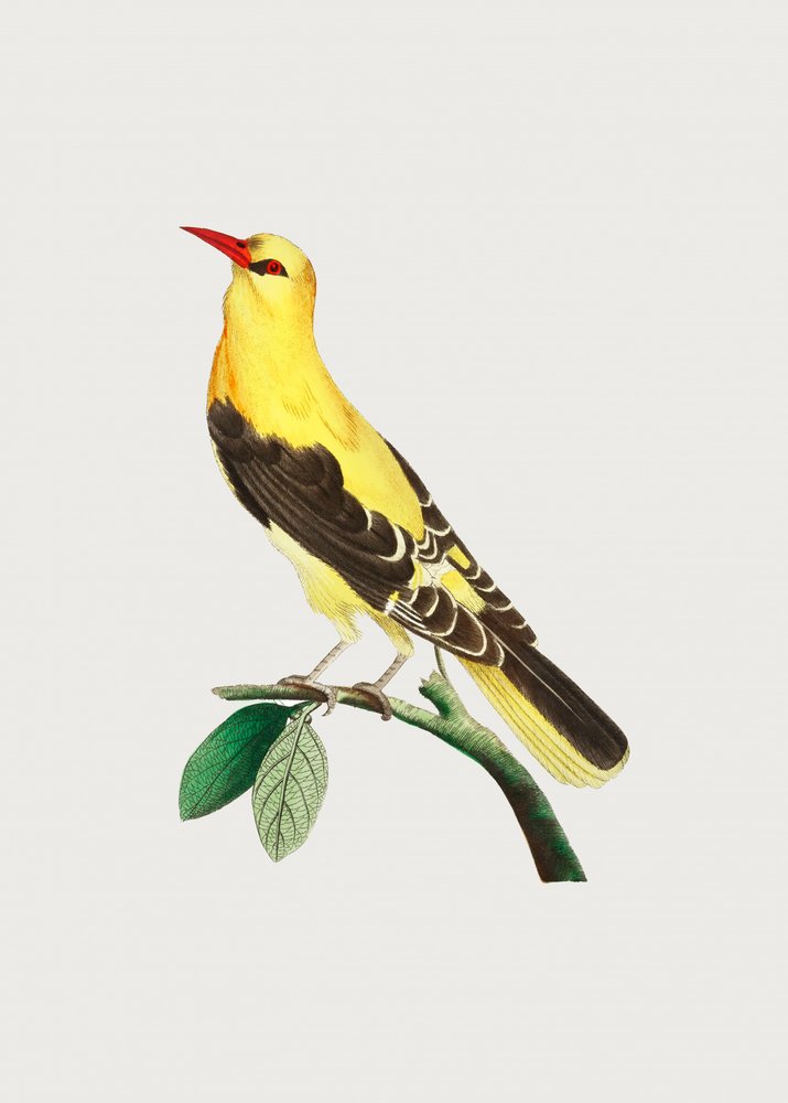 Goldener Pirol von George Shaw