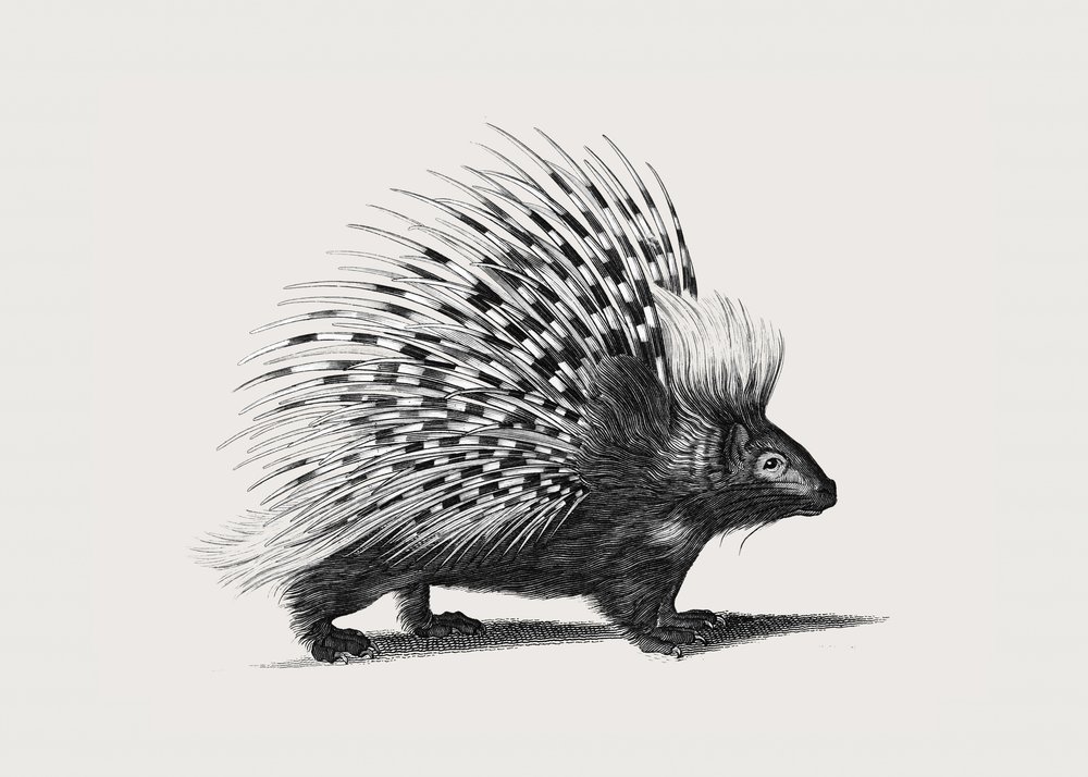 Illustration des Stachelschweins von George Shaw