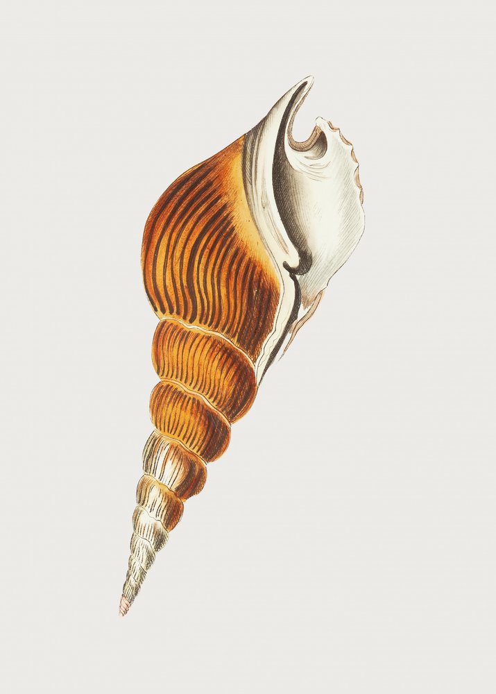Spindelstrombus von George Shaw