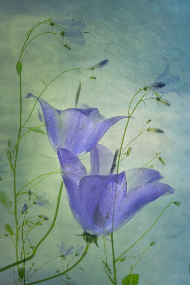Ätherische blaue Glockenblumen von Greetje van Son