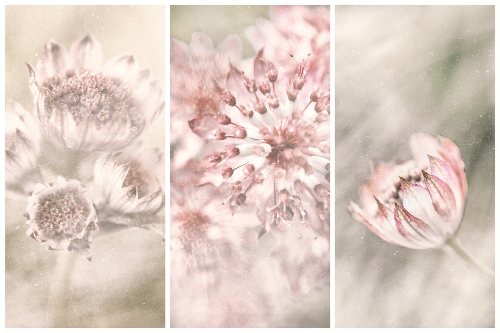 Träumende botanische Errötungen von Gustav Davidsson