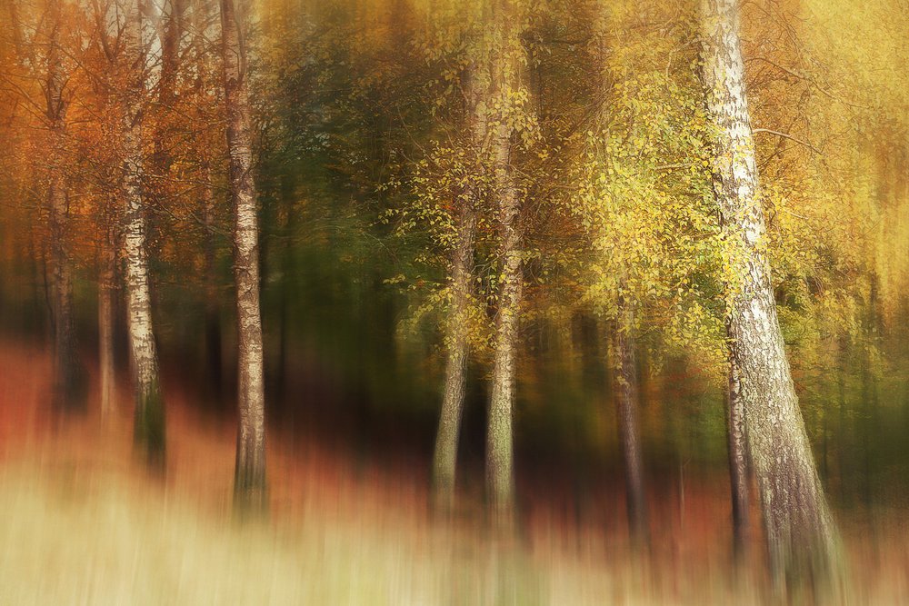 Goldener Birkenwald von Gustav Davidsson