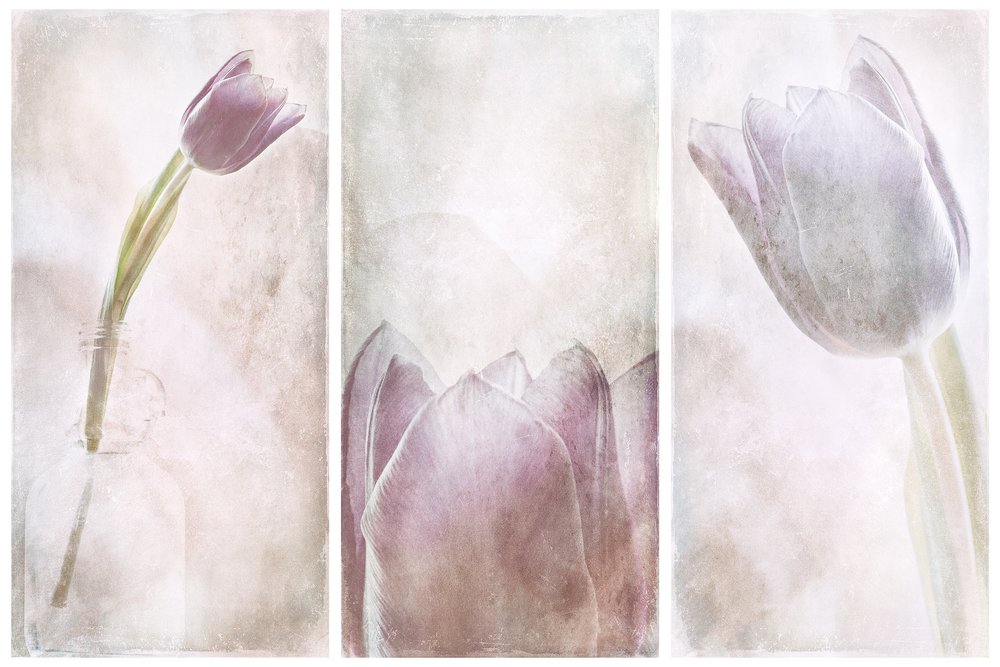 Lavendel-Tulpen-Traum von Gustav Davidsson