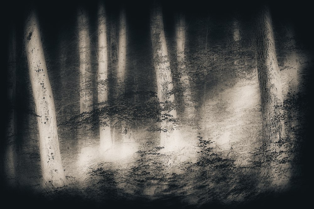 Nebliger Waldtraum von Gustav Davidsson