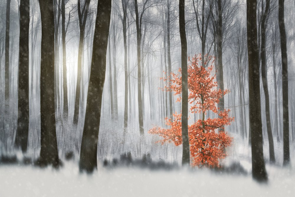 Orangenbaum im Winterwald von Gustav Davidsson