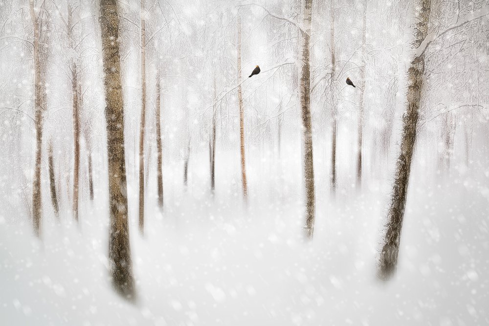 Ruhiger Winterwald von Gustav Davidsson
