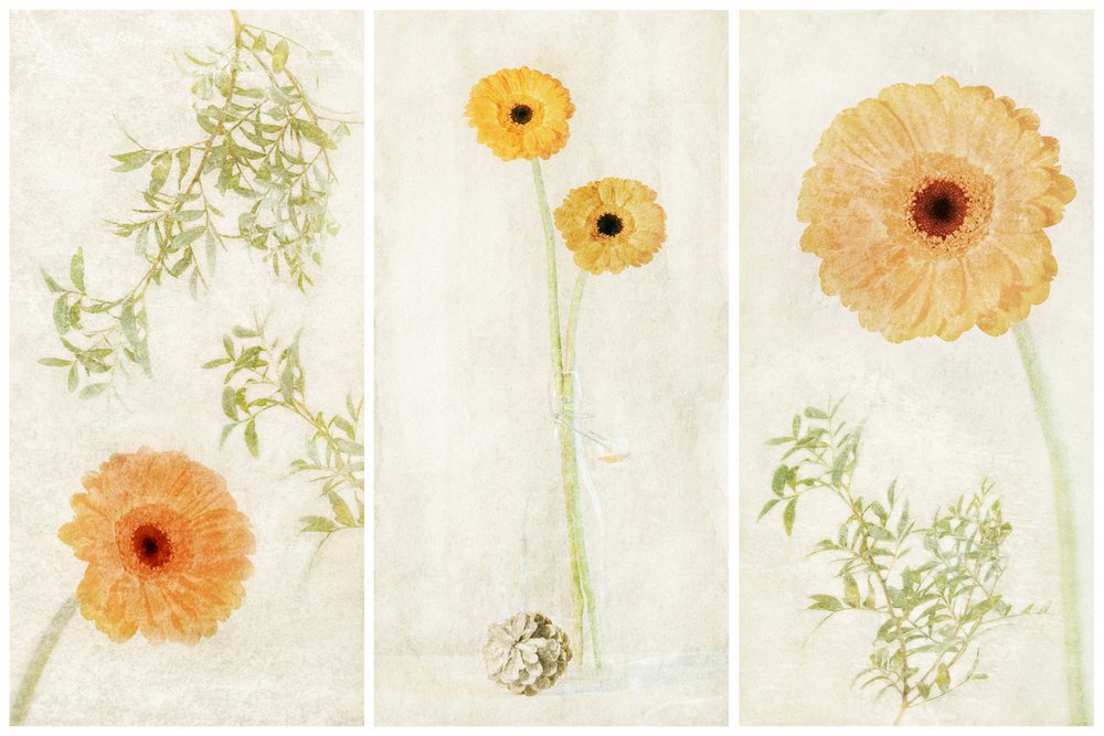 Weiches Gerbera-Triptychon von Gustav Davidsson