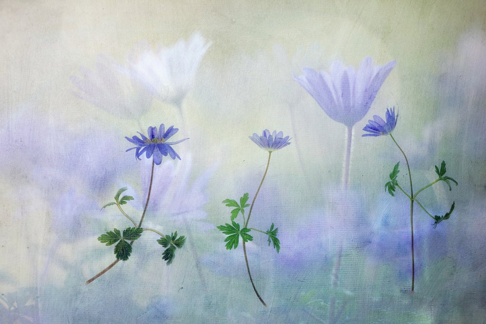 Träumerische Blaue Anemonen von Hilda van der Lee