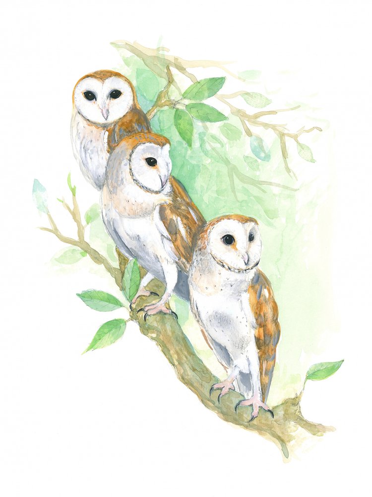 3 Schleiereulen von Isabelle Brent