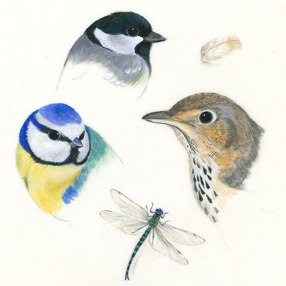 Studie von Vögeln und einer Libelle von Isabelle Brent