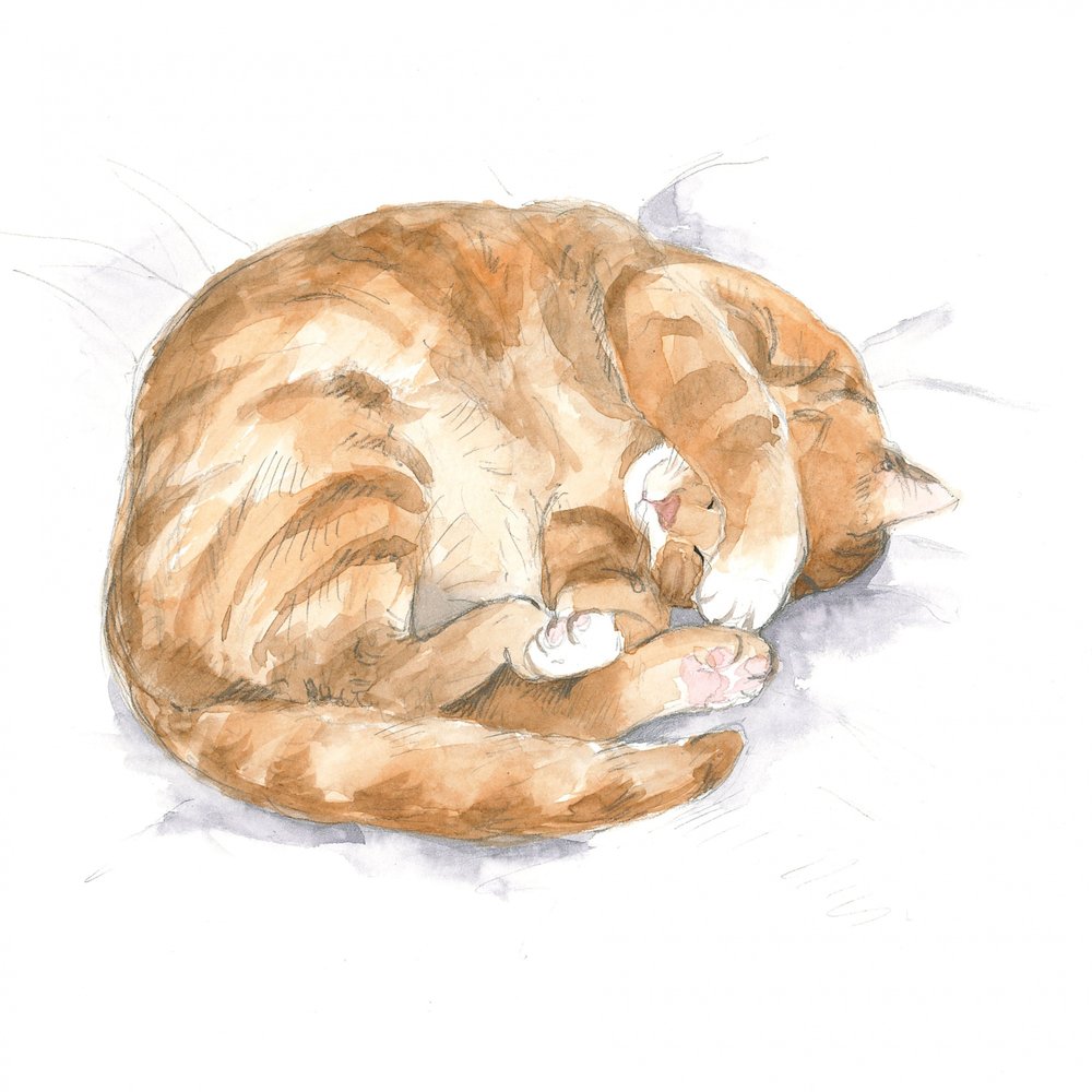 Skizze einer roten Katze von Isabelle Brent