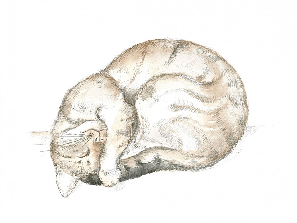 Schlafende getigerte Katze von Isabelle Brent