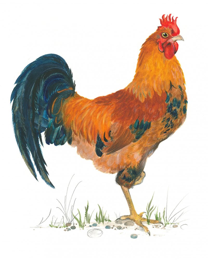 Lebhafte Hahnszene von Isabelle Brent