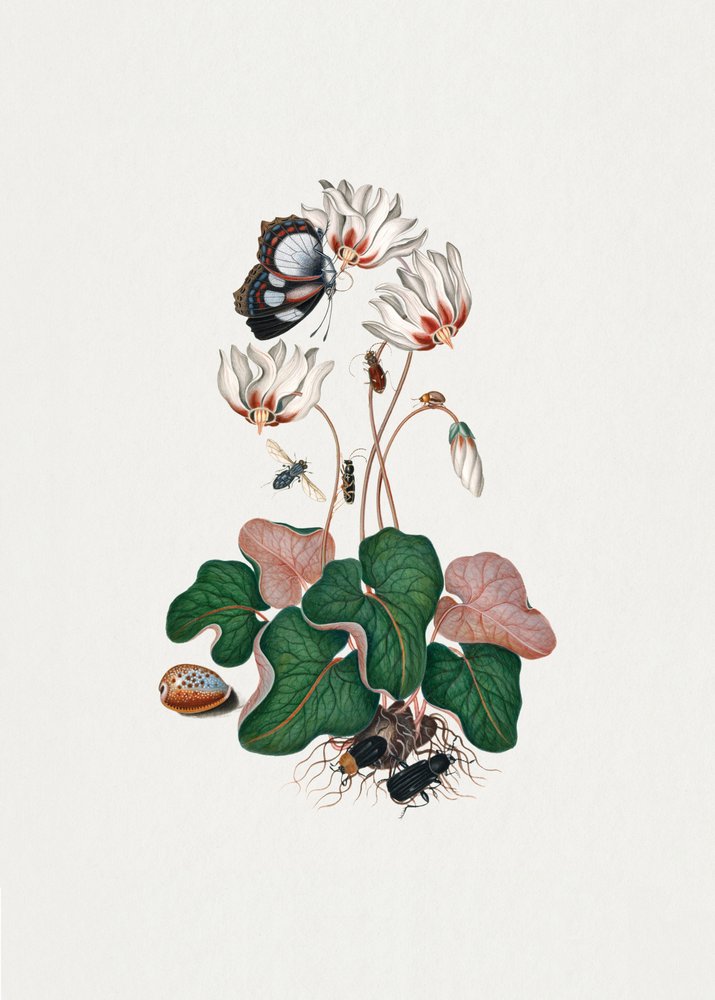Alpenveilchen von James Bolton