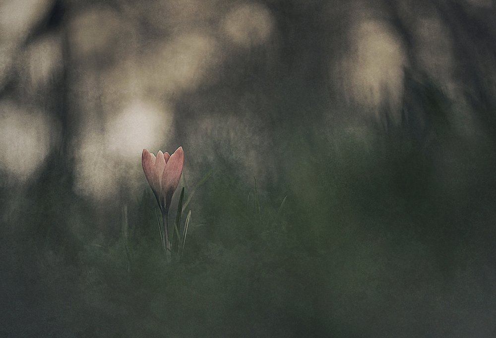 Träumerische rosa Blüte von Jan van der Linden