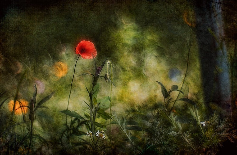 Träumerischer roter Mohn von Jan van der Linden
