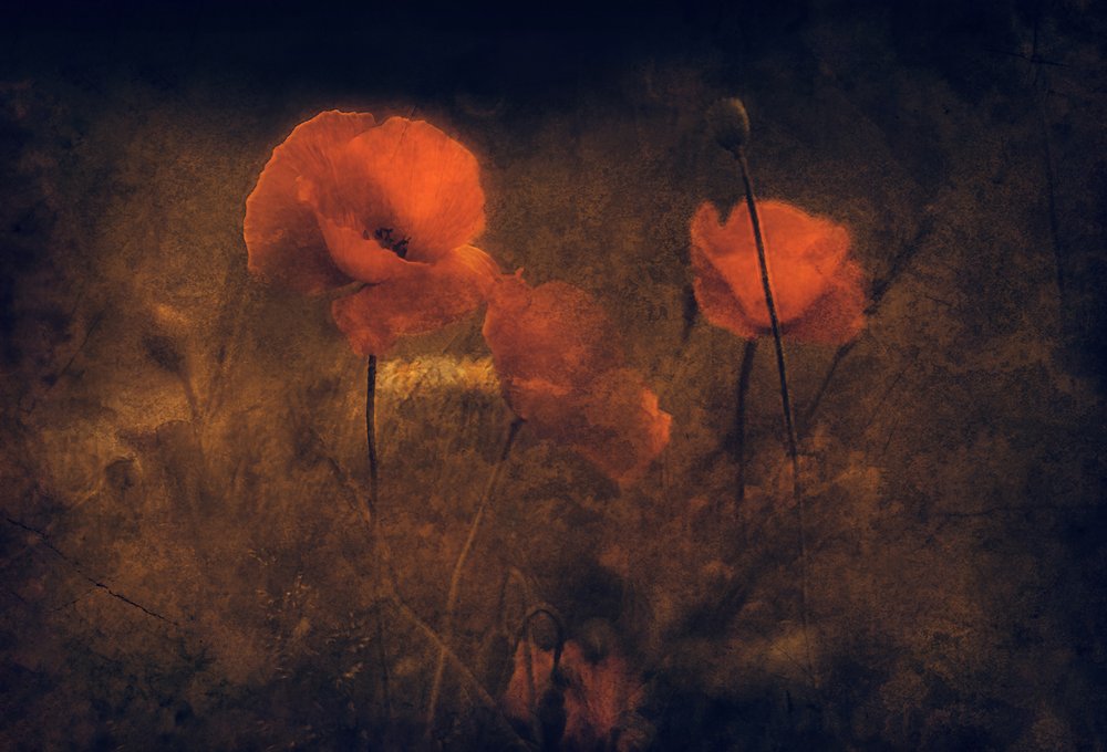 Stimmungsvolle rote Mohnblumen von Jan van der Linden