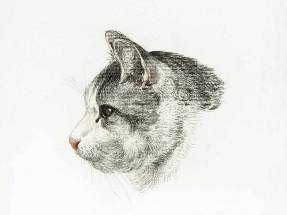 Skizze einer Katze (1819) von Jean Bernard (1775–1883) von Jean Bernard