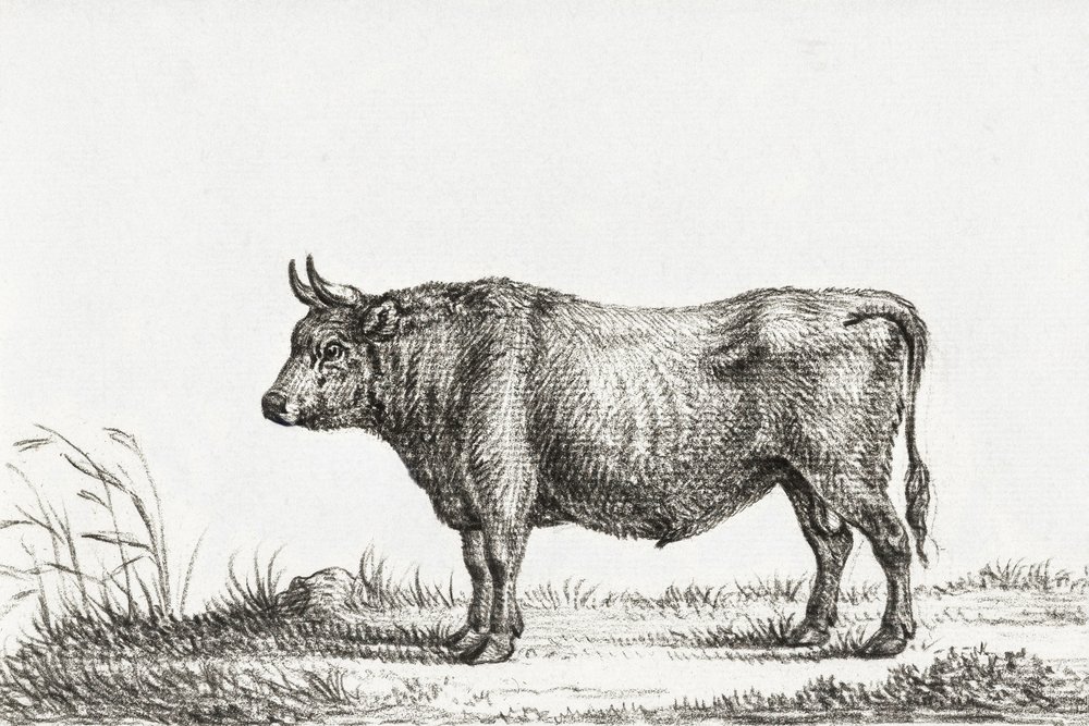 Stehender Stier von Jean Bernard