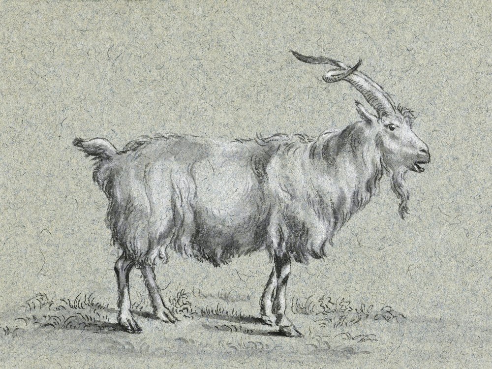 Stehende Ziege von Jean Bernard von Jean Bernard