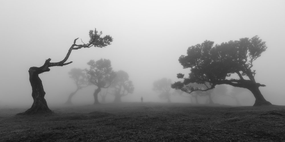 Krumme Bäume im Nebel von Jochen Bongaerts
