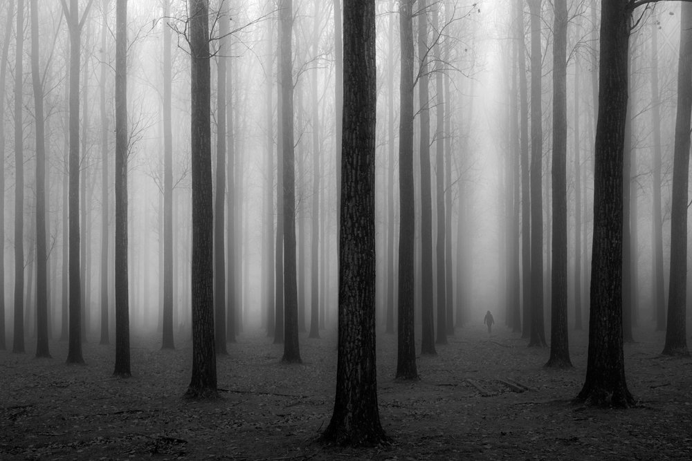 Mysteriöser nebliger Wald von Jochen Bongaerts