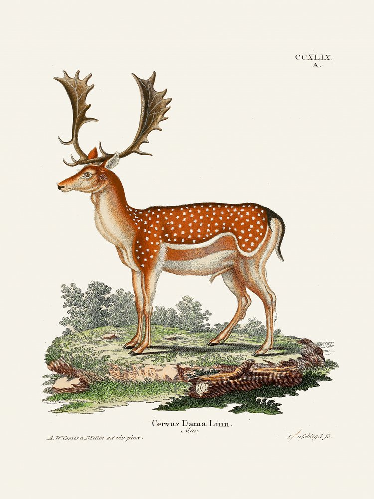 Europäisches Damwild von Johann Christian Daniel Von Schreber