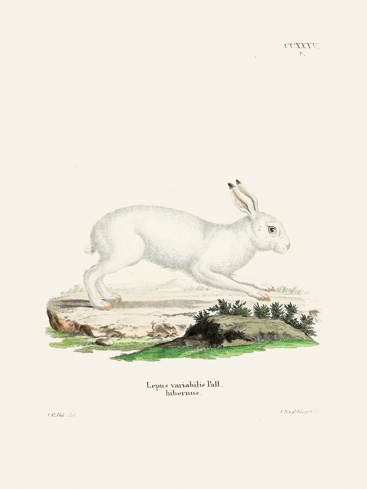Weißer Hase von Johann Christian Daniel Von Schreber