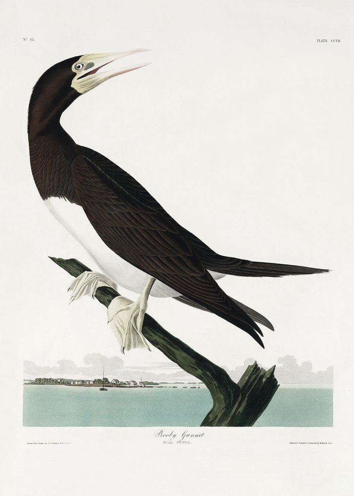 Basstölpel aus Birds of America (1827) von John James Audubon