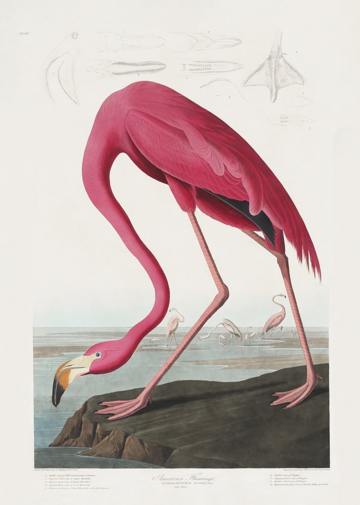 Rosa Flamingo aus Birds of America (1827) von John James Audubon