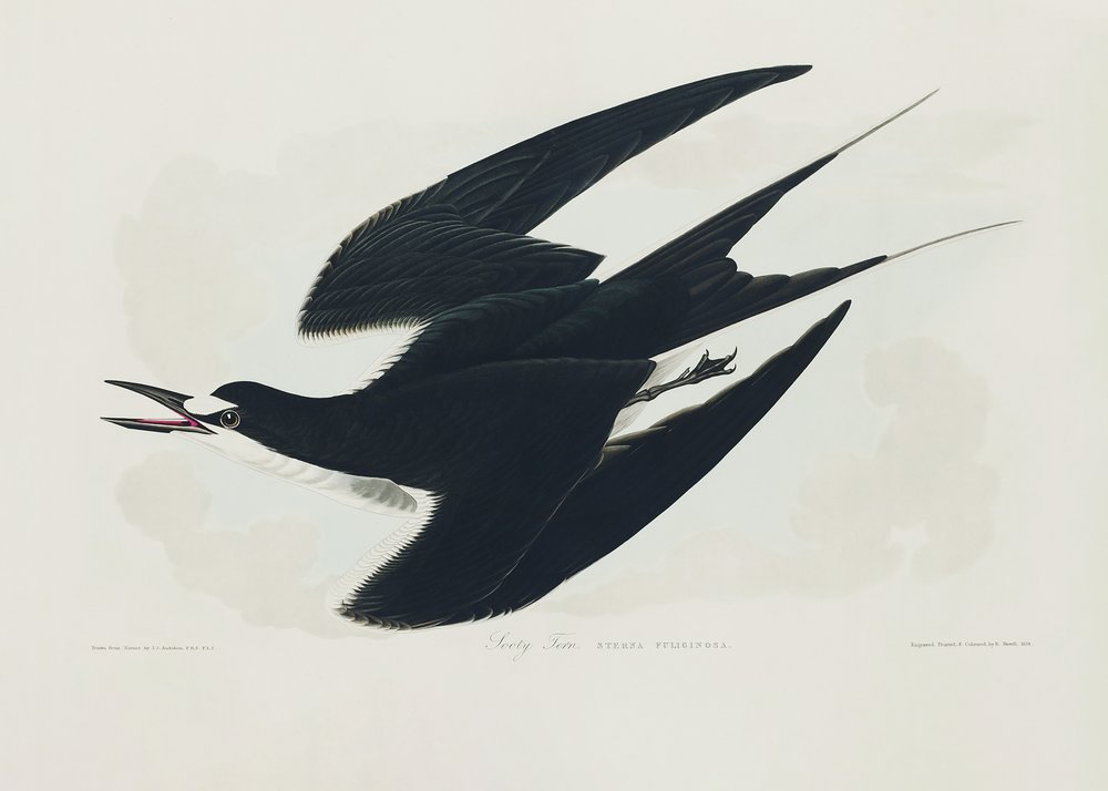 Rußseeschwalbe aus Birds of America (1827) von John James Audubon