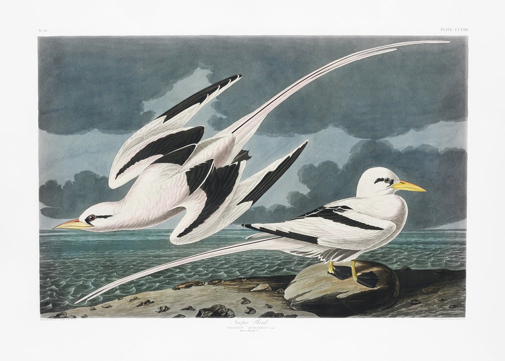 Tropenvogel aus Birds of America (1827) von John James Audubon