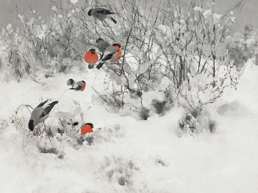 Rote Gimpel im Schnee von Jolly and Dash